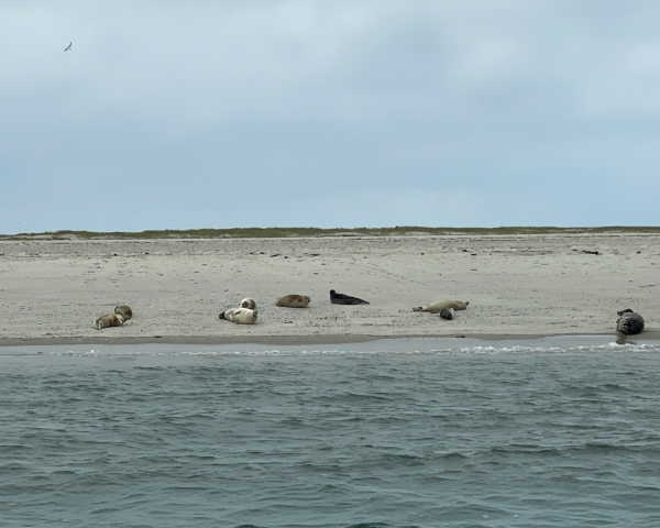 Seehunde auf einer Seebank auf Juist